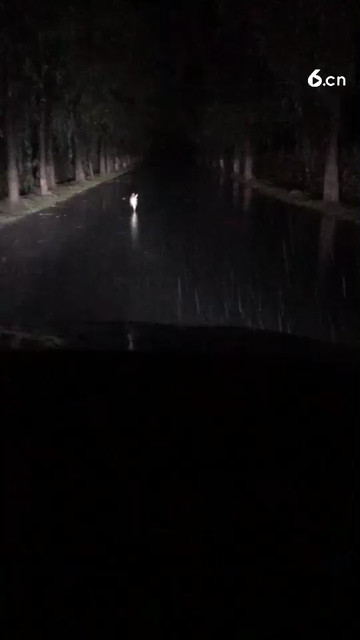 小兔同志，你是迷路了吗