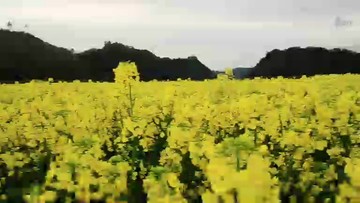 看油菜花