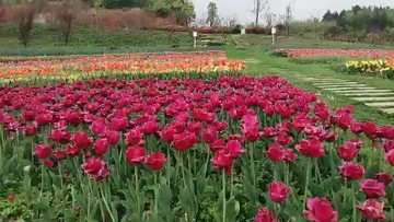 这什么花