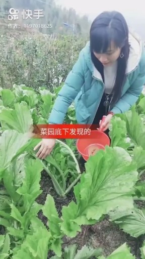果树底下发现的