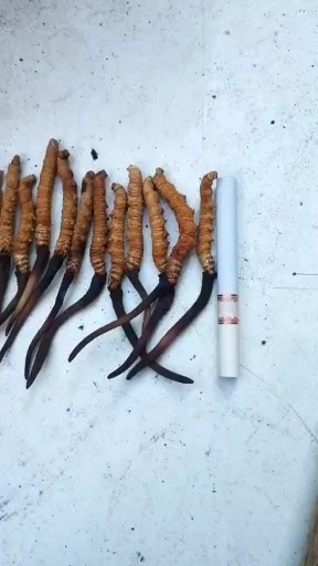 冬虫夏草需要的朋友们赶快私信我
