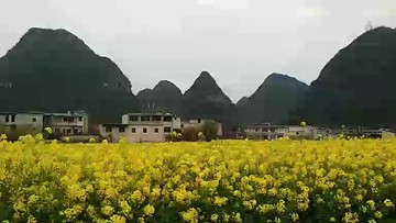 安顺油菜花2