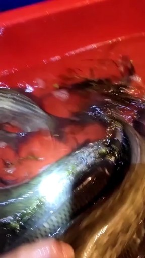 鱼获