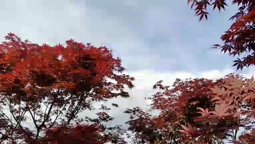 枫林