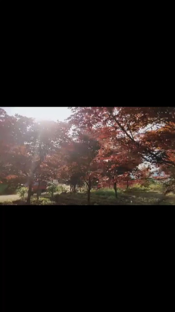 小江带最美枫树景观