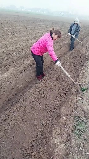 没有人会心疼我