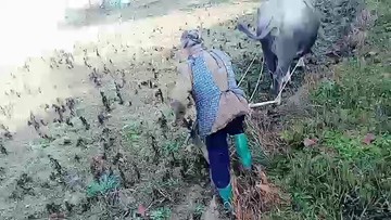犁地