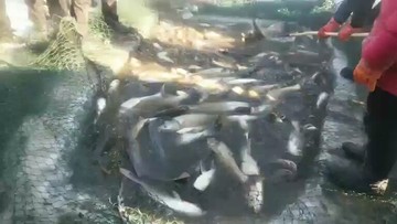 好多鱼