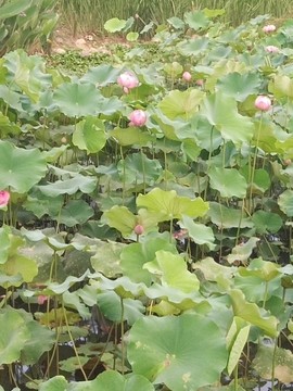 ♬默默✨小蛮宝☞🌜主播照片