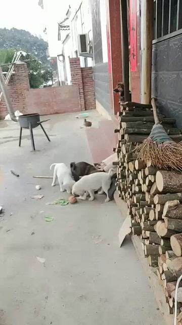 三只可爱的狗狗🐶