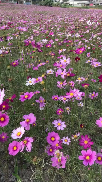 走呀！一起去看看瑞丽花海