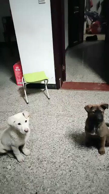 很久不见狗狗又长大点了😂