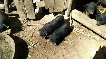 🐷