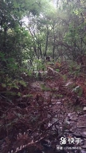 山谷的思念
