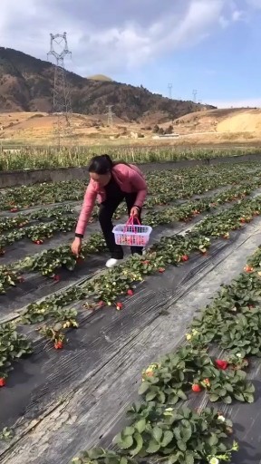 一只蝴蝶