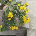🌹🌷🌸🌺缘