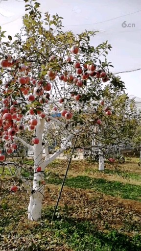 苹果树🍎