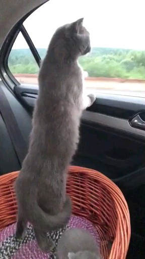 猫猫