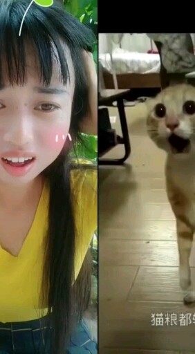 猫粮都输光了