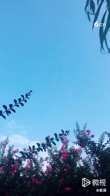 我们这边有一片紫薇花，太美了