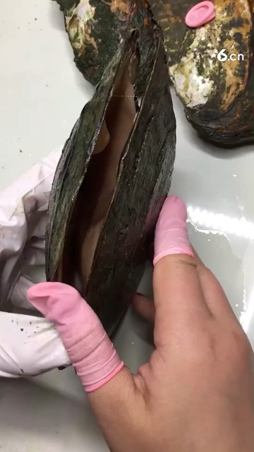 你没见过的异型珍珠