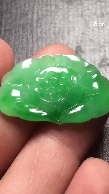 阳绿牡丹，种老3900