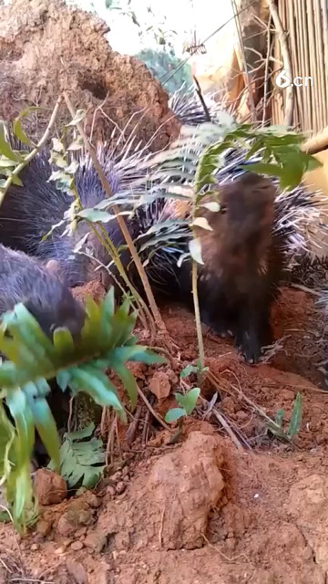 长刺的小豪猪