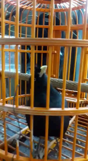 我养的八鸽鸟也会说话教了一段时