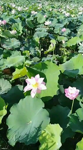 常喝荷叶茶降血压减肥