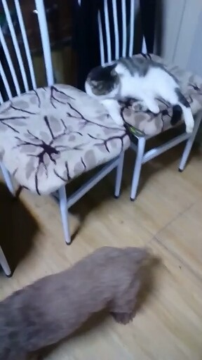 猫🐱咪。