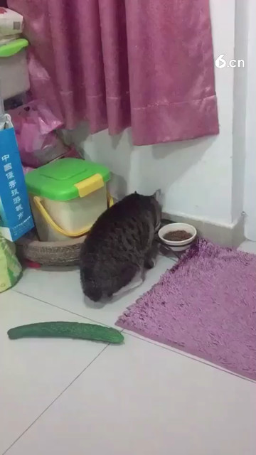 听说猫🐱怕黄瓜🥒 哈哈