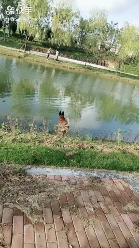 忠犬实战演练救主