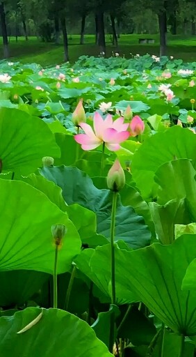 莲子