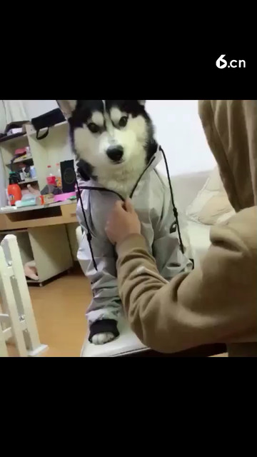 🐶🐶都崩溃了