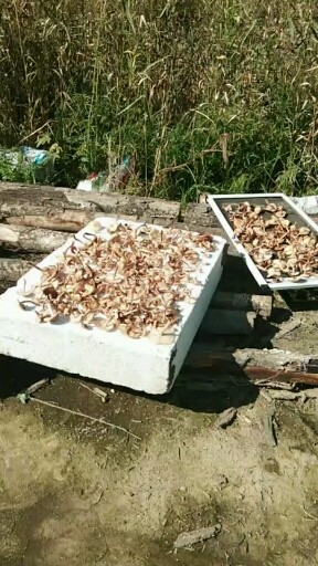 收获了不少，冬天小鸡炖蘑菇