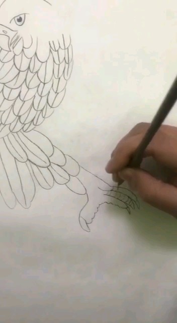 雄鷹展翅