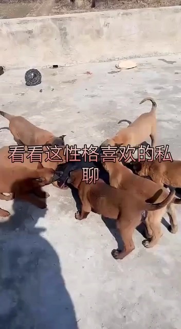 马犬头像上有V