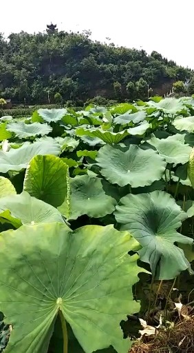 好看不