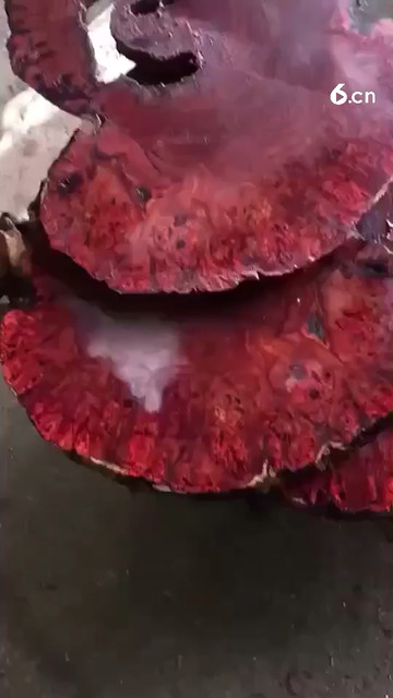 紫檀瘤疤开料