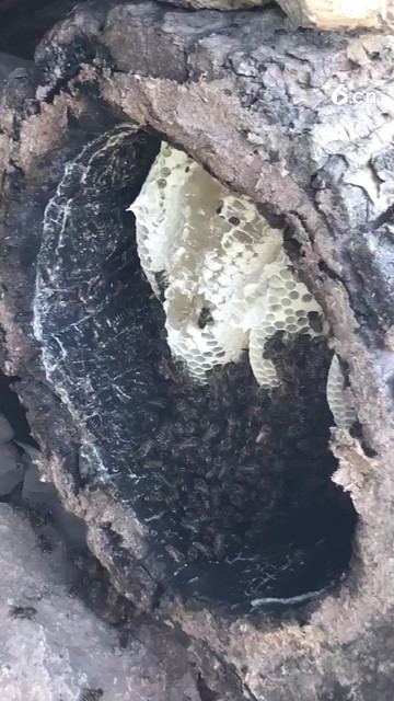 这蜂蜜看着就想吃