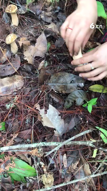 这菌子捡着过瘾