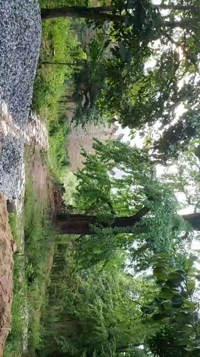 银杏古村