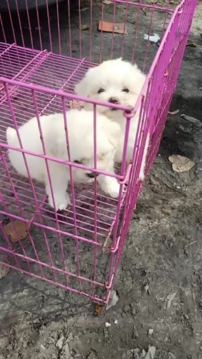 比熊犬