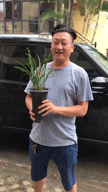 莲瓣粉荷