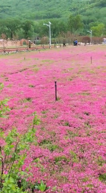 花海