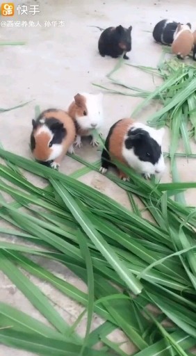 小兔兔那么可爱