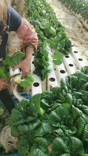 这样都可以种菜（流浪的子弹）