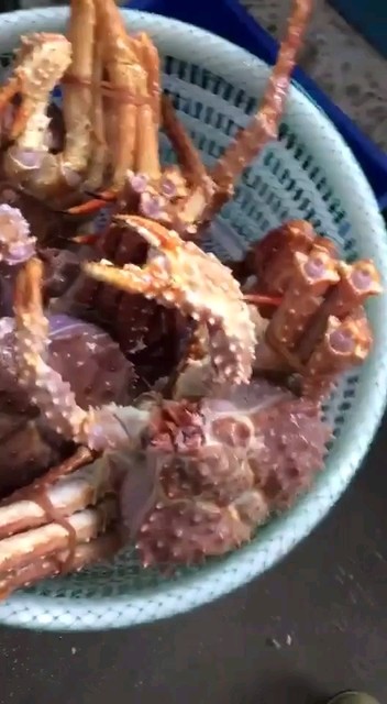 帝王蟹微15380297886