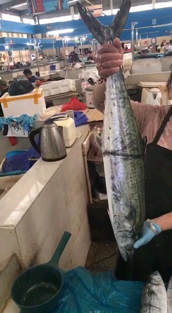 大拔鱼超级新鲜大货