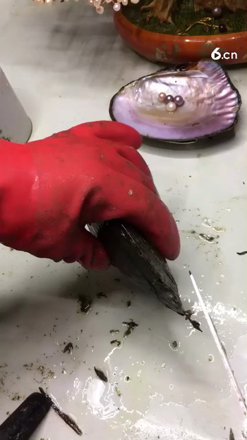 多珠和单珠的泣别